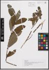 Foto von Salix cinerea L.